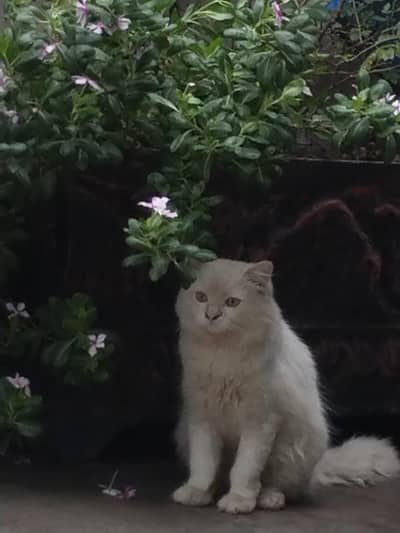 female persian cat
