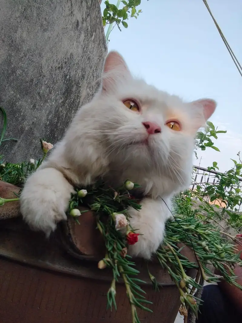 female persian cat — photo 2