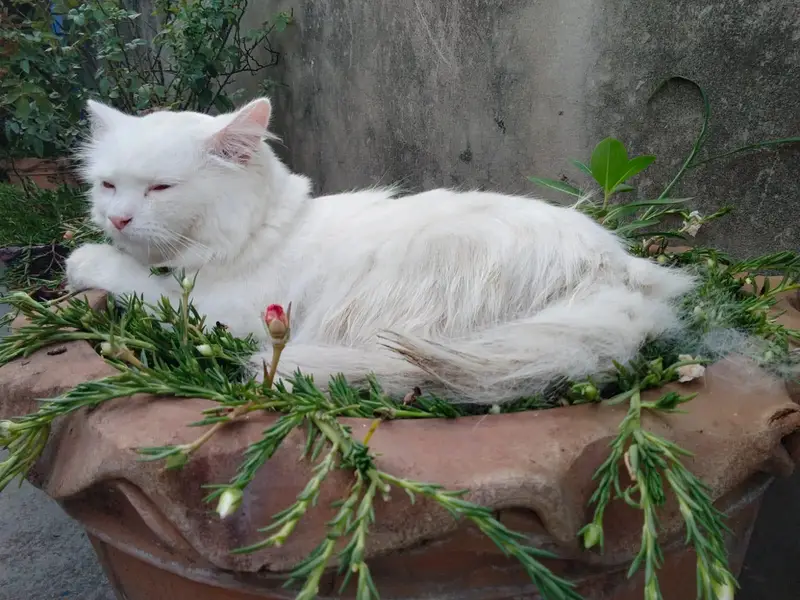 female persian cat — photo 3