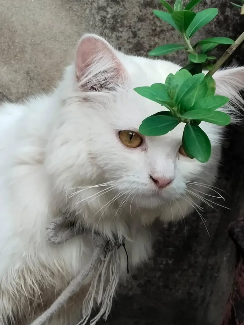 female persian cat — photo 5