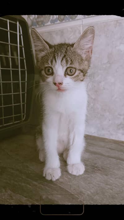 persian double coated