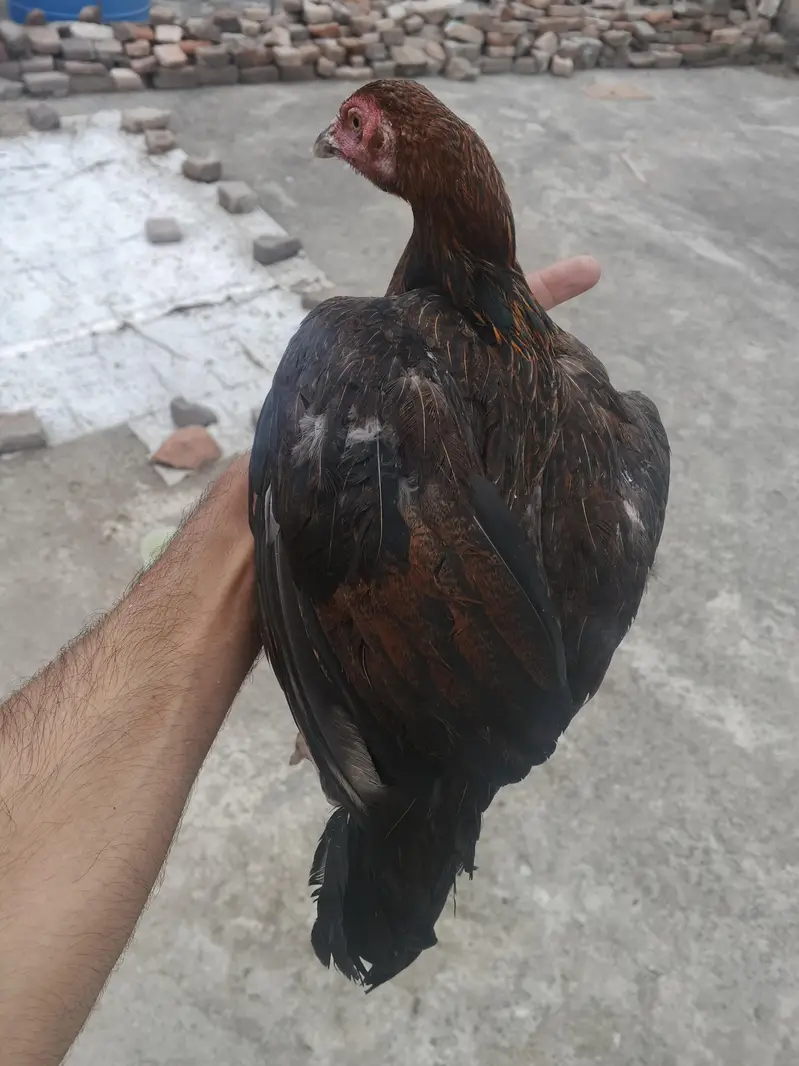 4 aseel hens for sale — photo 7