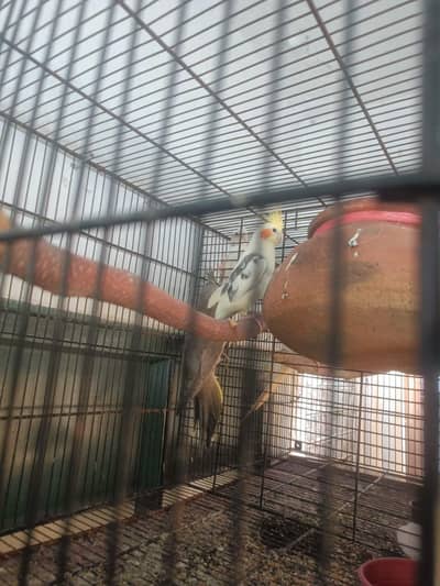cocktail breeder pair