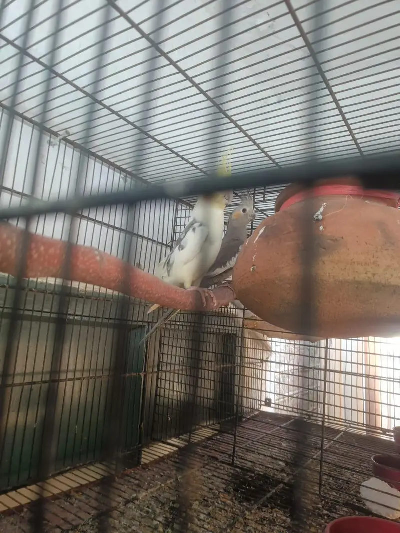 cocktail breeder pair — photo 2