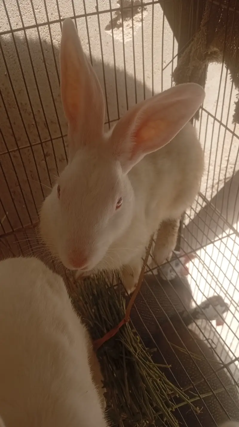 Rabbit red eyes 03192318304