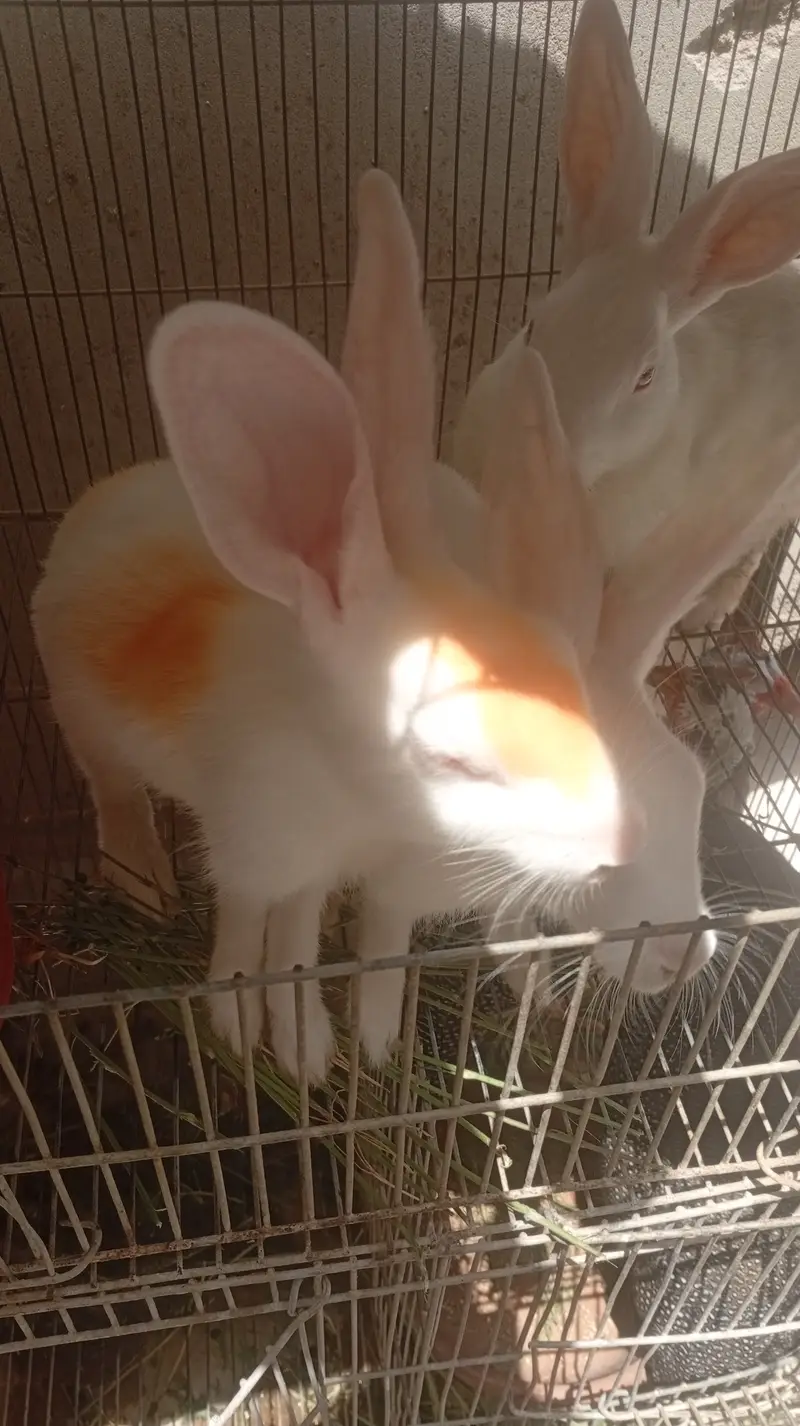 Rabbit red eyes 03192318304 — photo 2