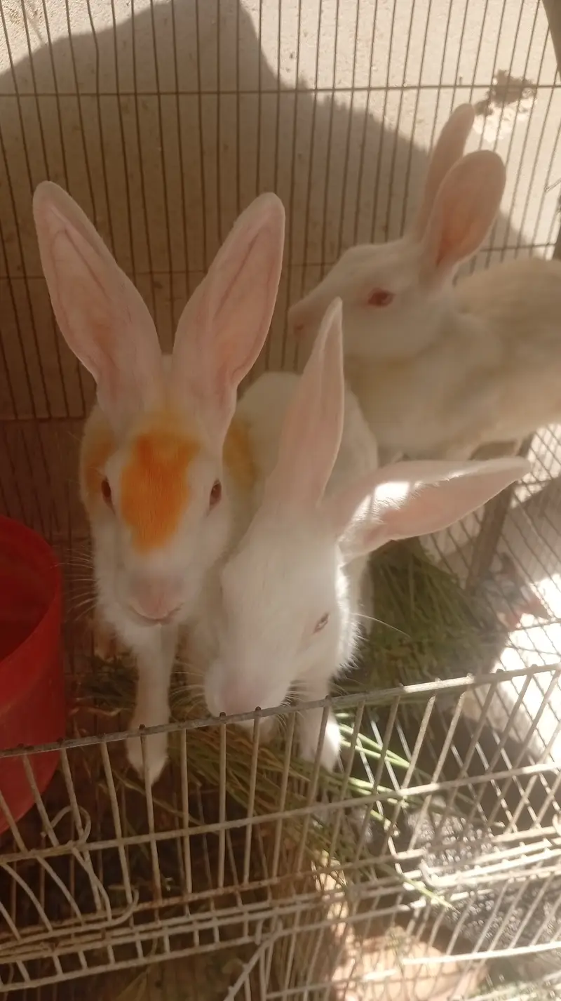 Rabbit red eyes 03192318304 — photo 3