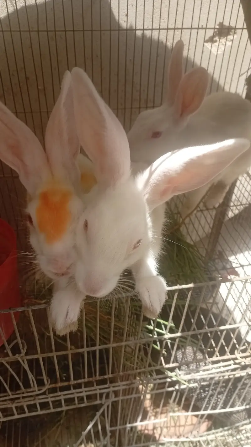 Rabbit red eyes 03192318304 — photo 4