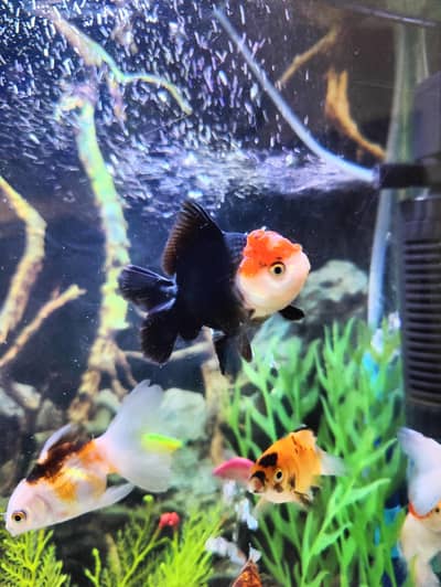 aquarium fish