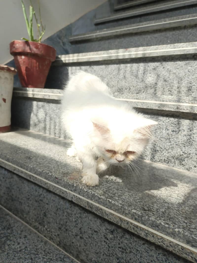 kitten 3