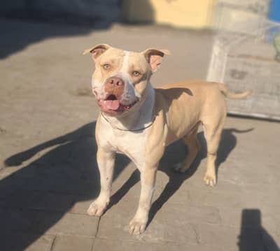 healthy bone structure Beautiful Male pitbul available for matting