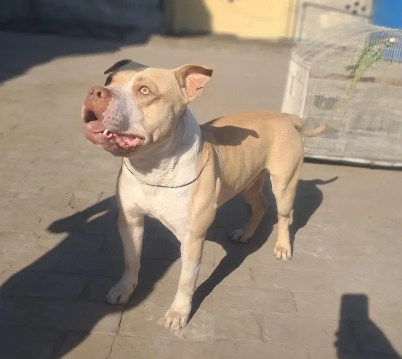 healthy bone structure Beautiful Male pitbul available for matting — photo 2