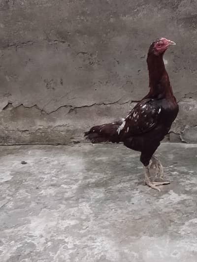 Mianwali & Thai Cross Aseel Female – 1.5 Years Old (Long Height)