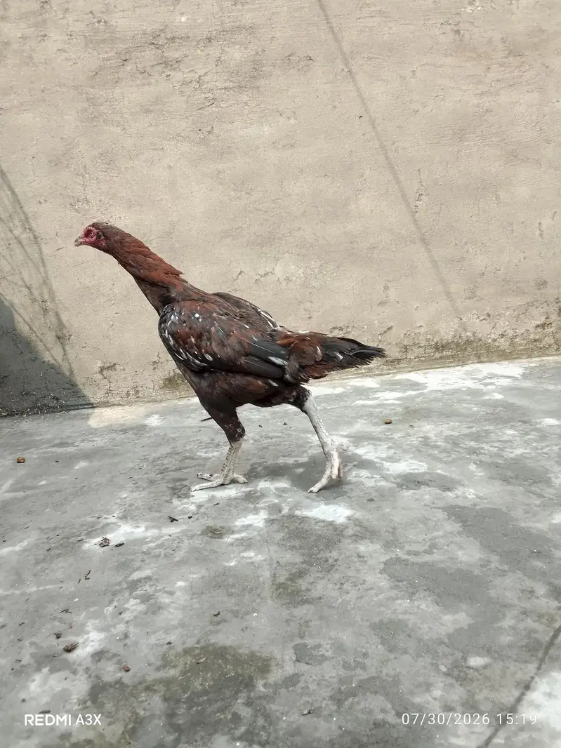 Mianwali & Thai Cross Aseel Female – 1.5 Years Old (Long Height) — photo 2