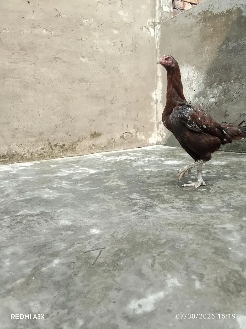 Mianwali & Thai Cross Aseel Female – 1.5 Years Old (Long Height) — photo 3