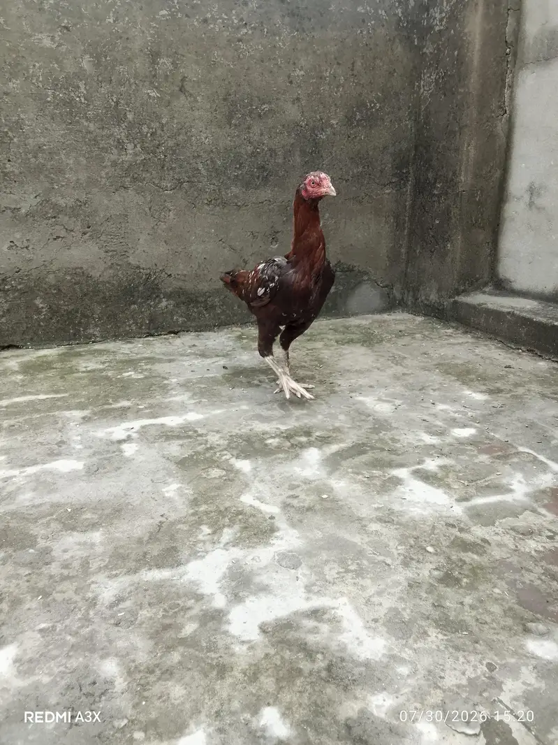 Mianwali & Thai Cross Aseel Female – 1.5 Years Old (Long Height) — photo 4