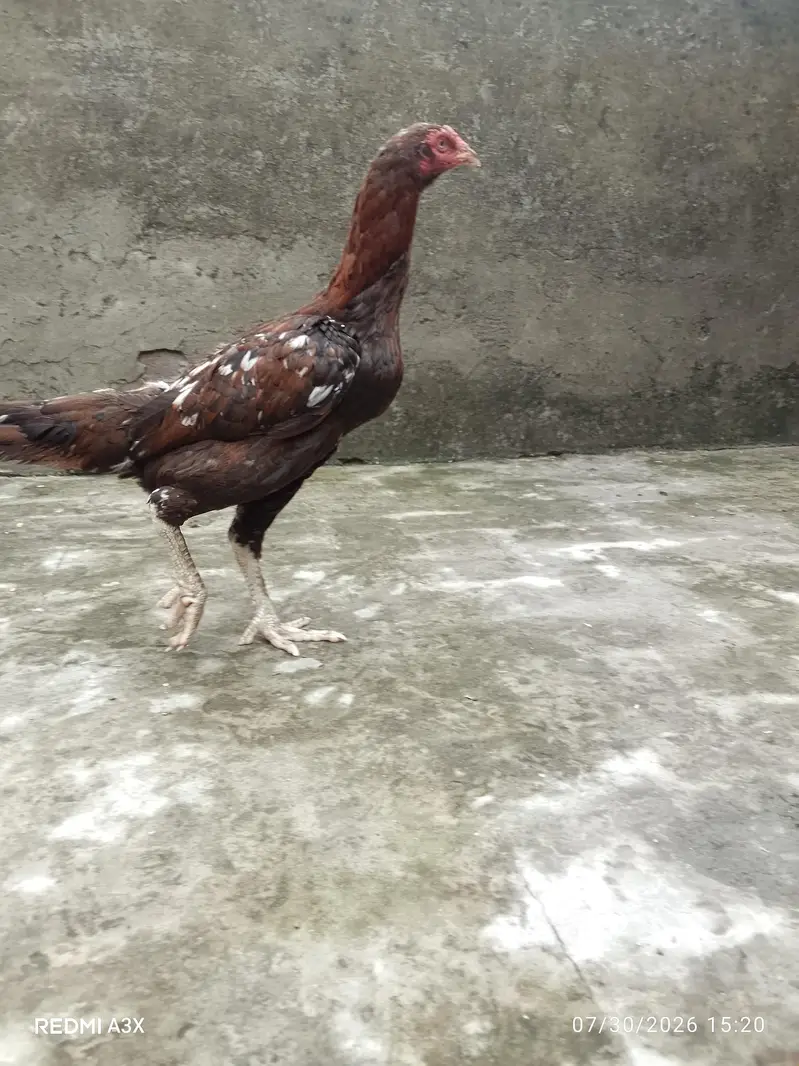 Mianwali & Thai Cross Aseel Female – 1.5 Years Old (Long Height) — photo 5