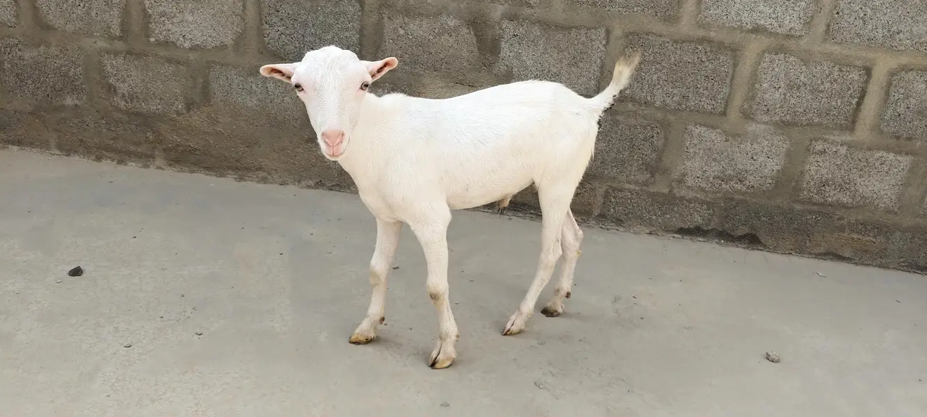 gulabi tedi — photo 2