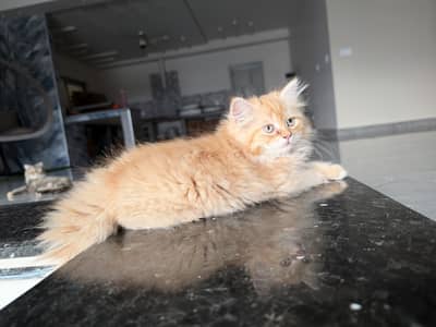 Straight ear from Scottish fold