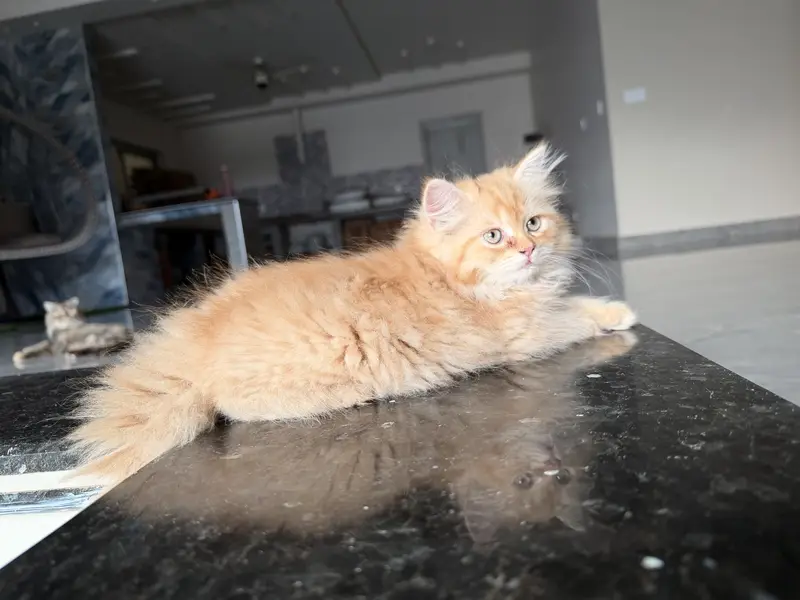 Straight ear from Scottish fold