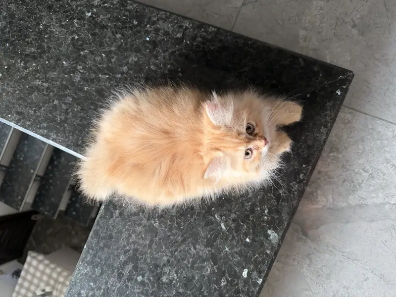 Straight ear from Scottish fold — photo 2