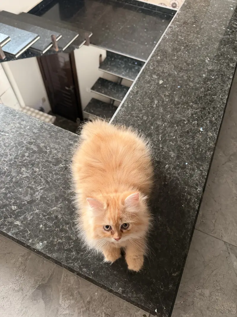 Straight ear from Scottish fold — photo 3