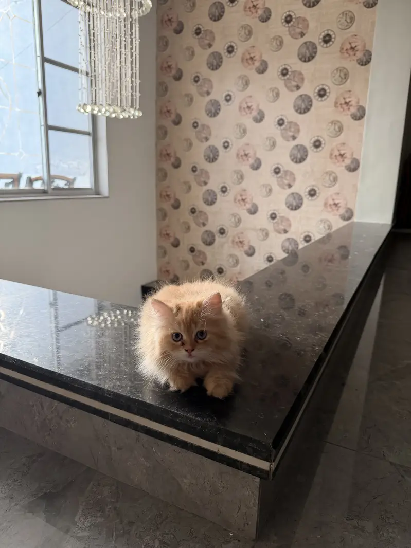 Straight ear from Scottish fold — photo 4