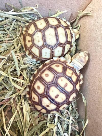 Sulcata Tortoise