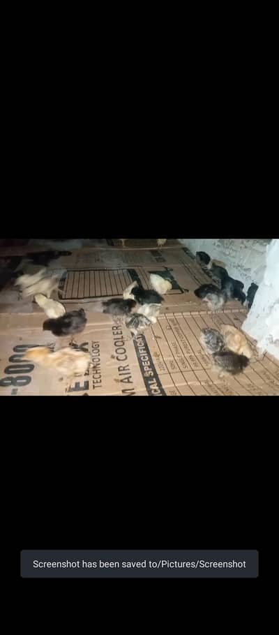 golden misri chicks