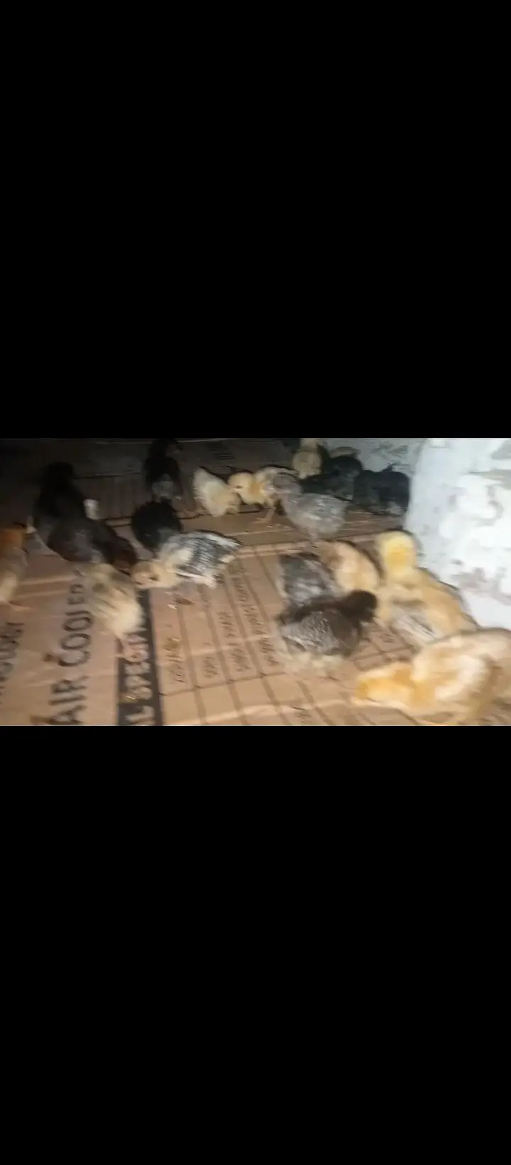 golden misri chicks — photo 2