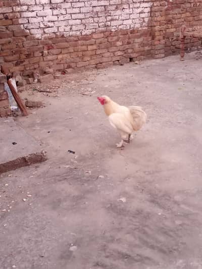 03470952972. white buff 5500. desi peair  4000