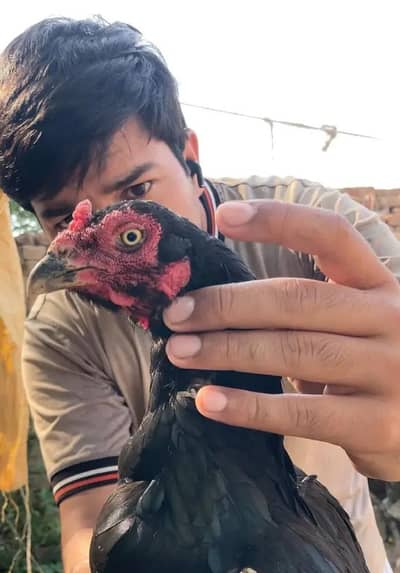 malik k aseel