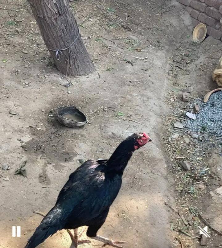 malik k aseel 3
