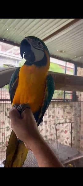 macaw blue nd gold