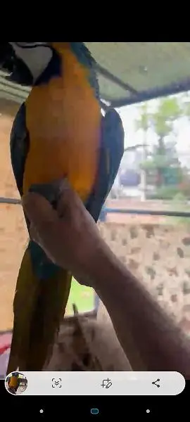 macaw blue nd gold — photo 2