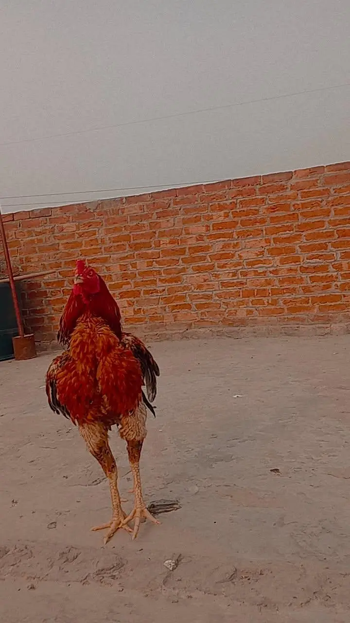 aseel murgha — photo 3
