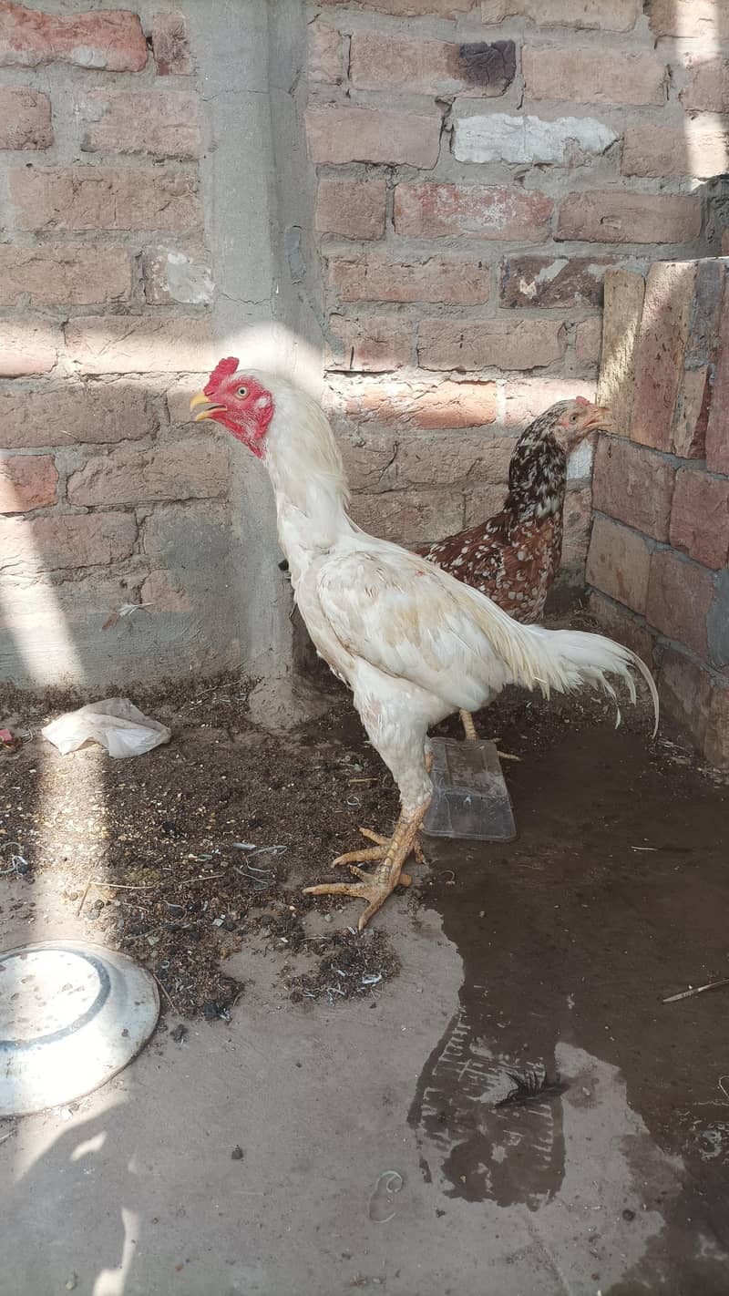 Aseel pair 0