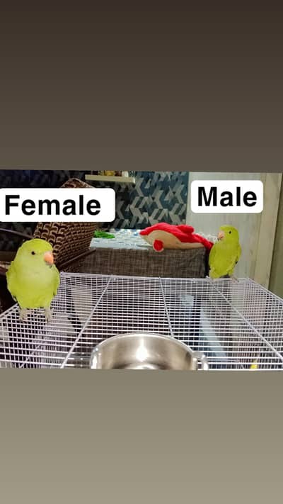 confirm male female DNA k sath exchange bhi ho sakta. fully hand tame