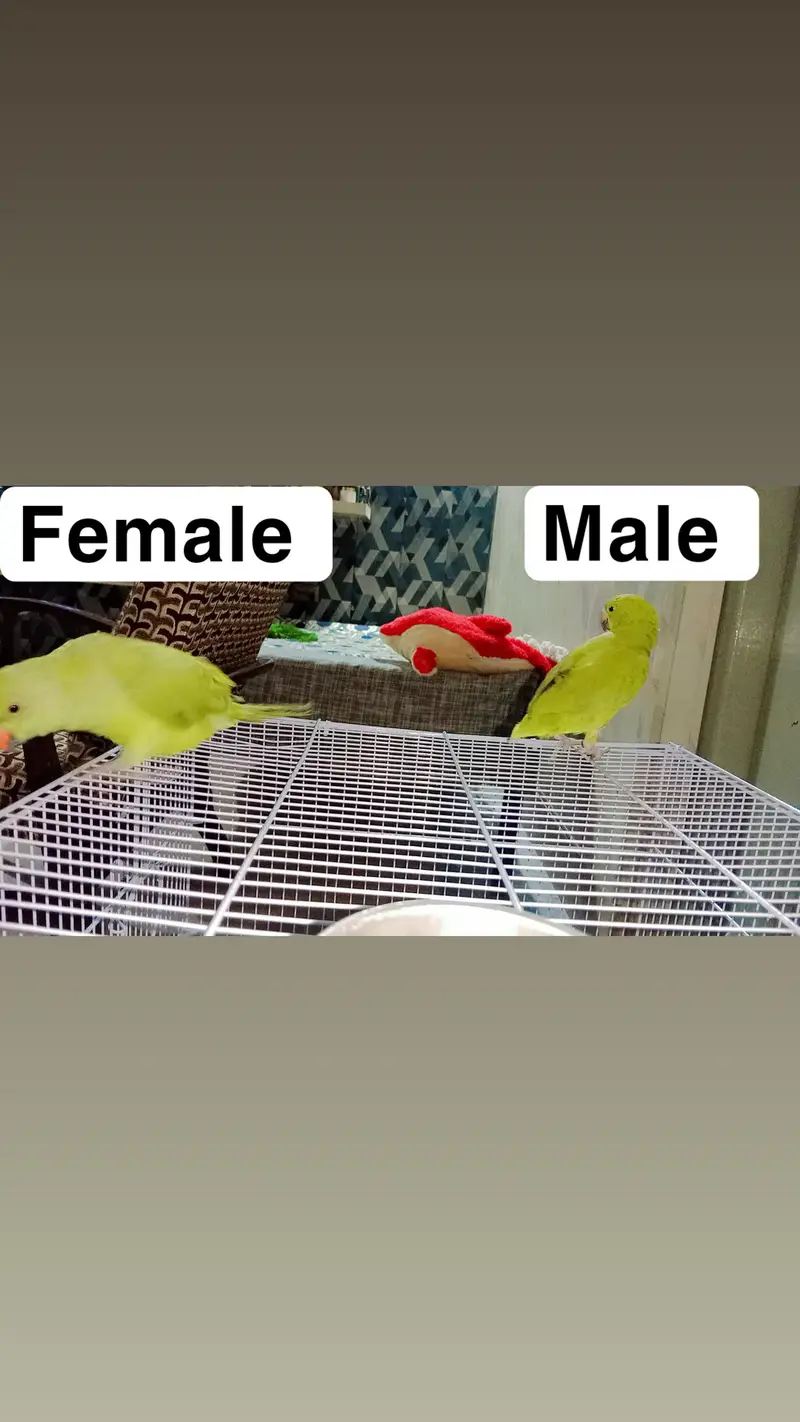confirm male female DNA k sath exchange bhi ho sakta. fully hand tame — photo 2