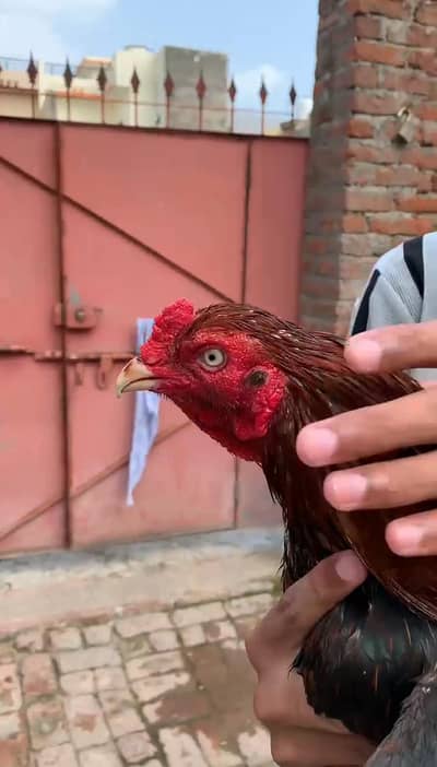 Aseel murga Rooster+Breeder
