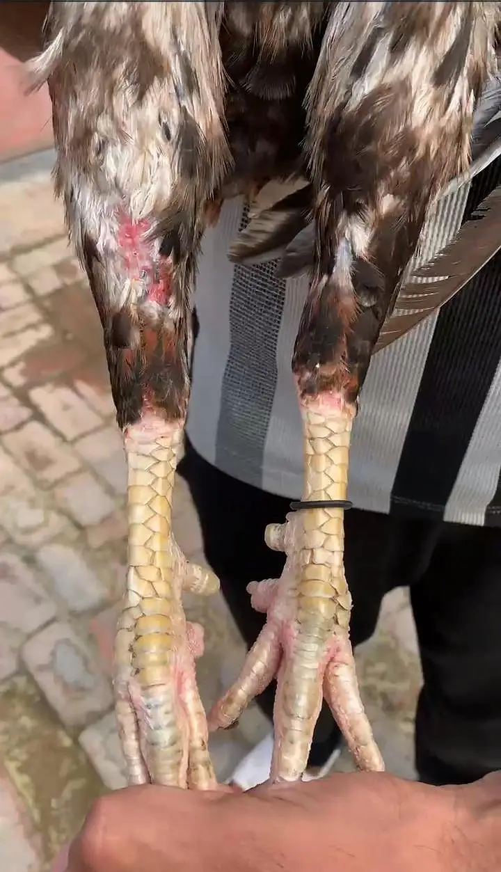 Aseel murga Rooster+Breeder — photo 2