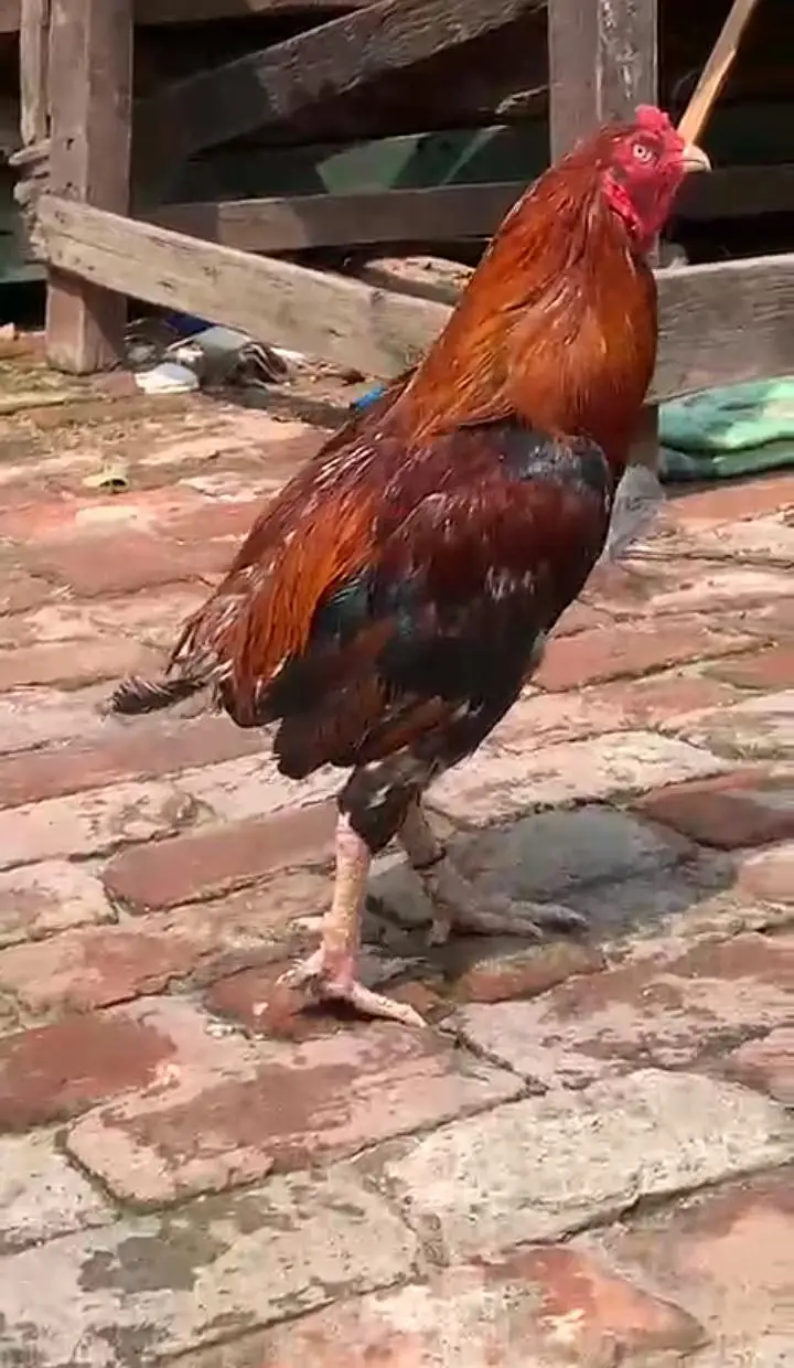 Aseel murga Rooster+Breeder — photo 3