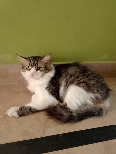 Beautiful cat for sale
