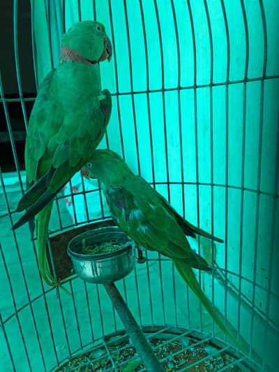 green parrots raw /0332/15595/20/ chaske wale dour rhe plz