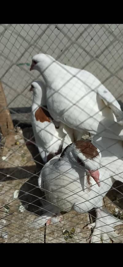 Shirazi pigeon