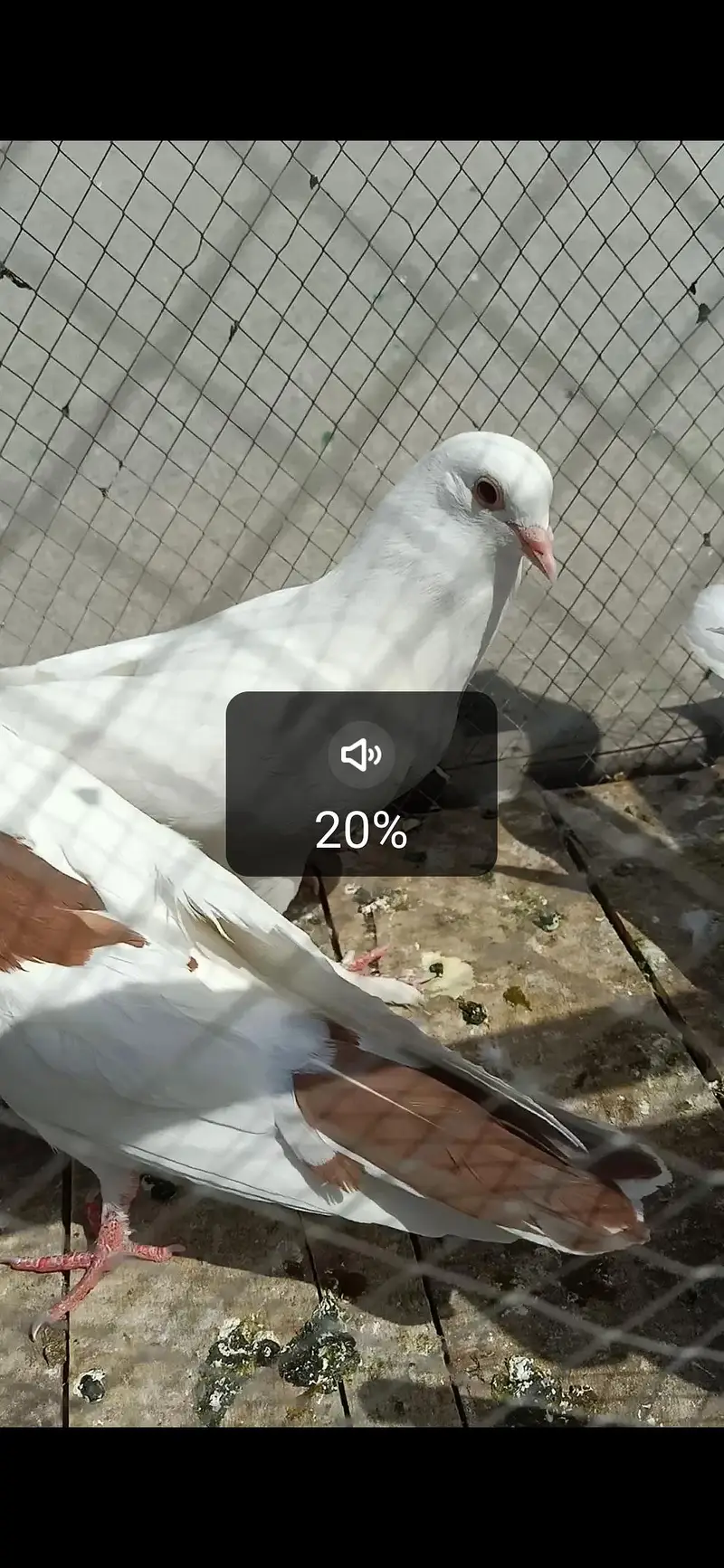 Shirazi pigeon — photo 3