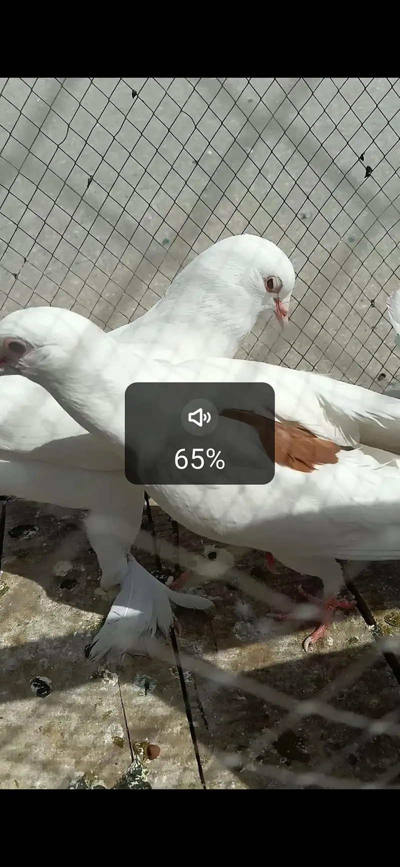 Shirazi pigeon — photo 4