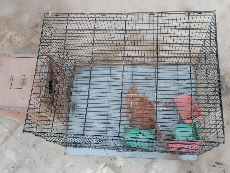 used cage for all small birds — photo 2
