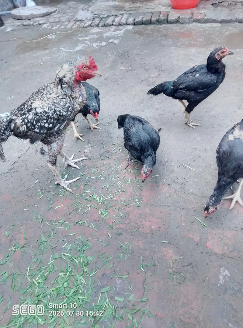 asel morgiyan 4 pec 1 asel tahi morga — photo 2
