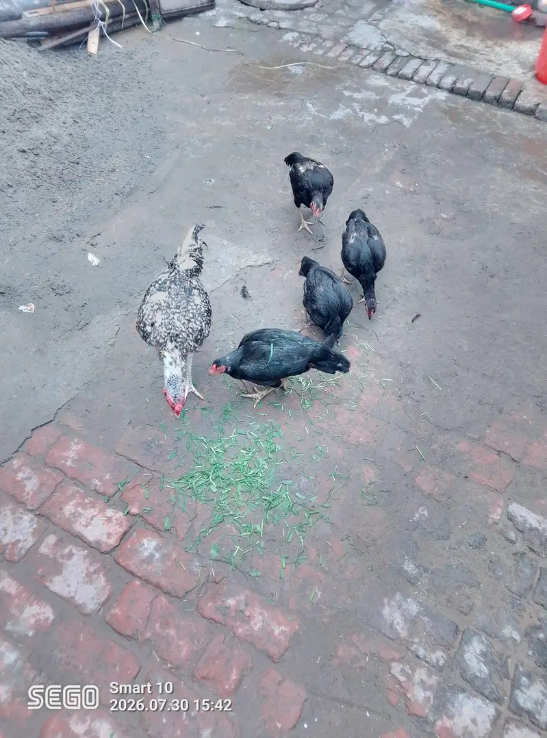 asel morgiyan 4 pec 1 asel tahi morga — photo 3